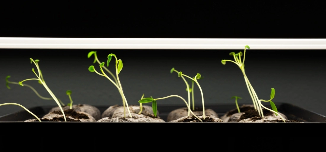 LED Grow Light Buying Guide: What to Look for Before You Buy